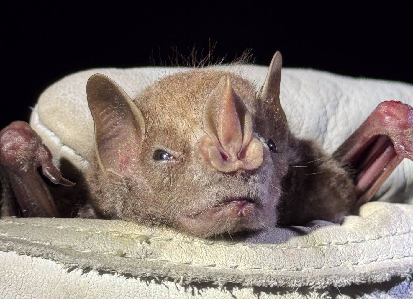 Close-up of a leaf-nosed bat during field research
