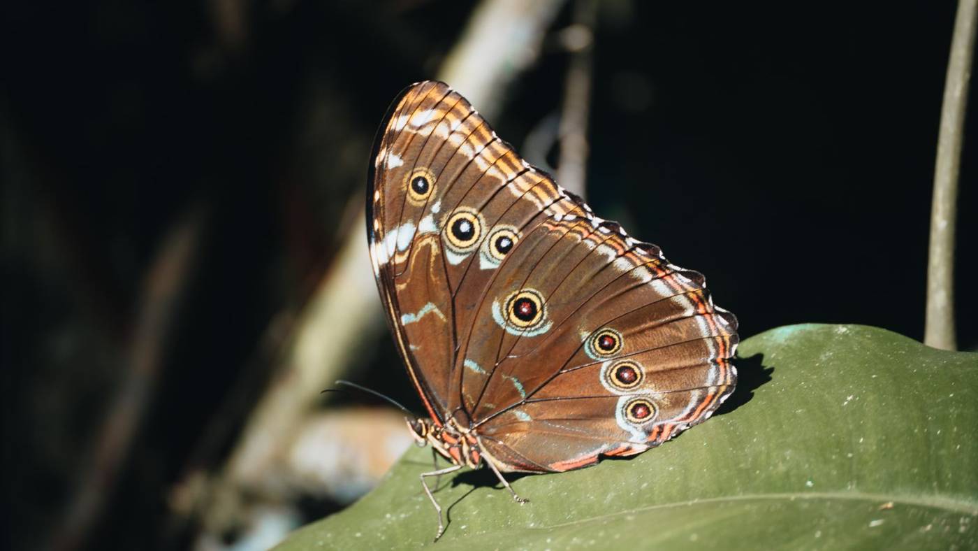 A blue morpho butterfly resting on a leaf with its wings closed