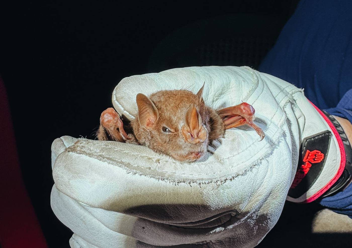 A small bat held securely in a researcher's leather glove