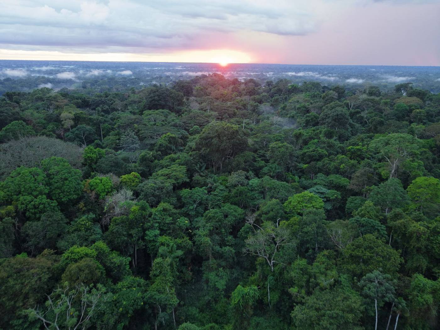 Sunset over an unbroken rainforest canopy with low mist