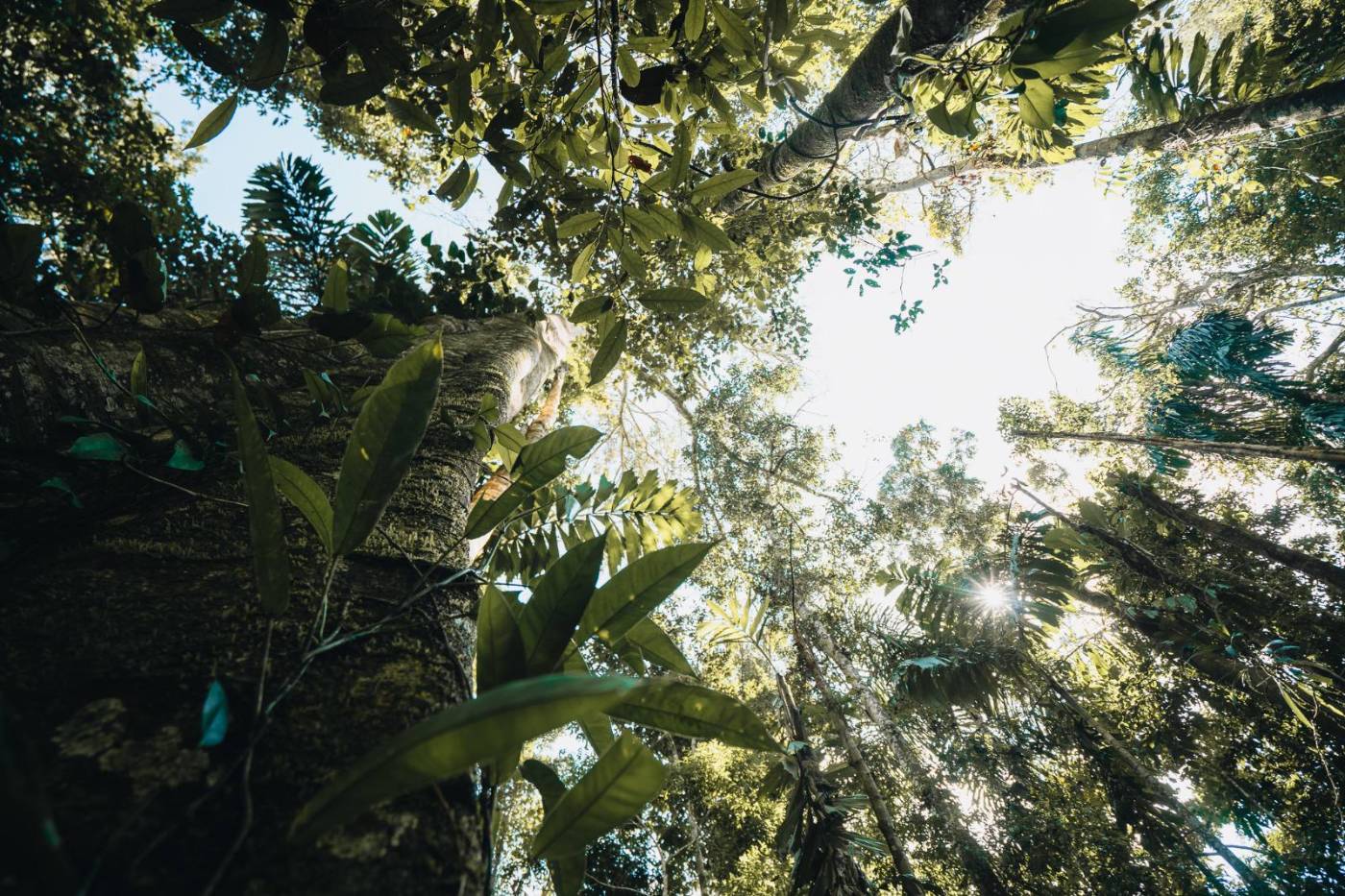Looking up through rainforest canopy toward the sky
