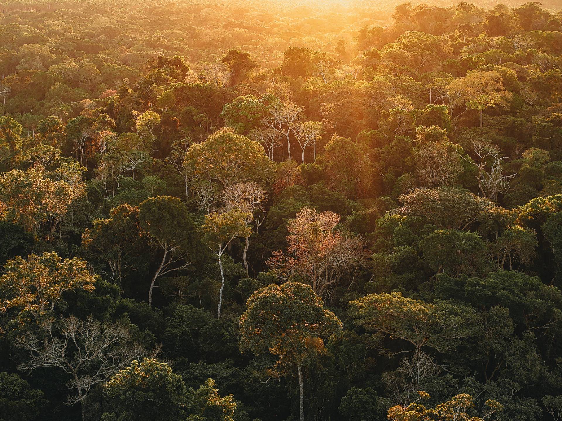 Late sun over the rainforest canopy of the Maya Mountains