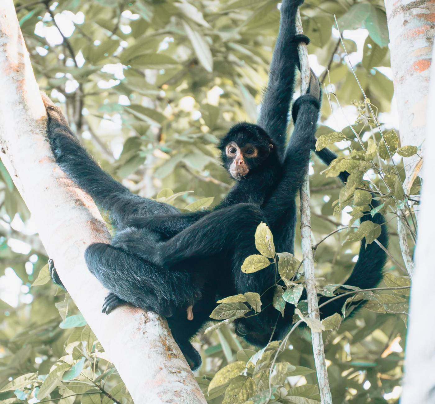 A spider monkey hanging in the forest canopy
