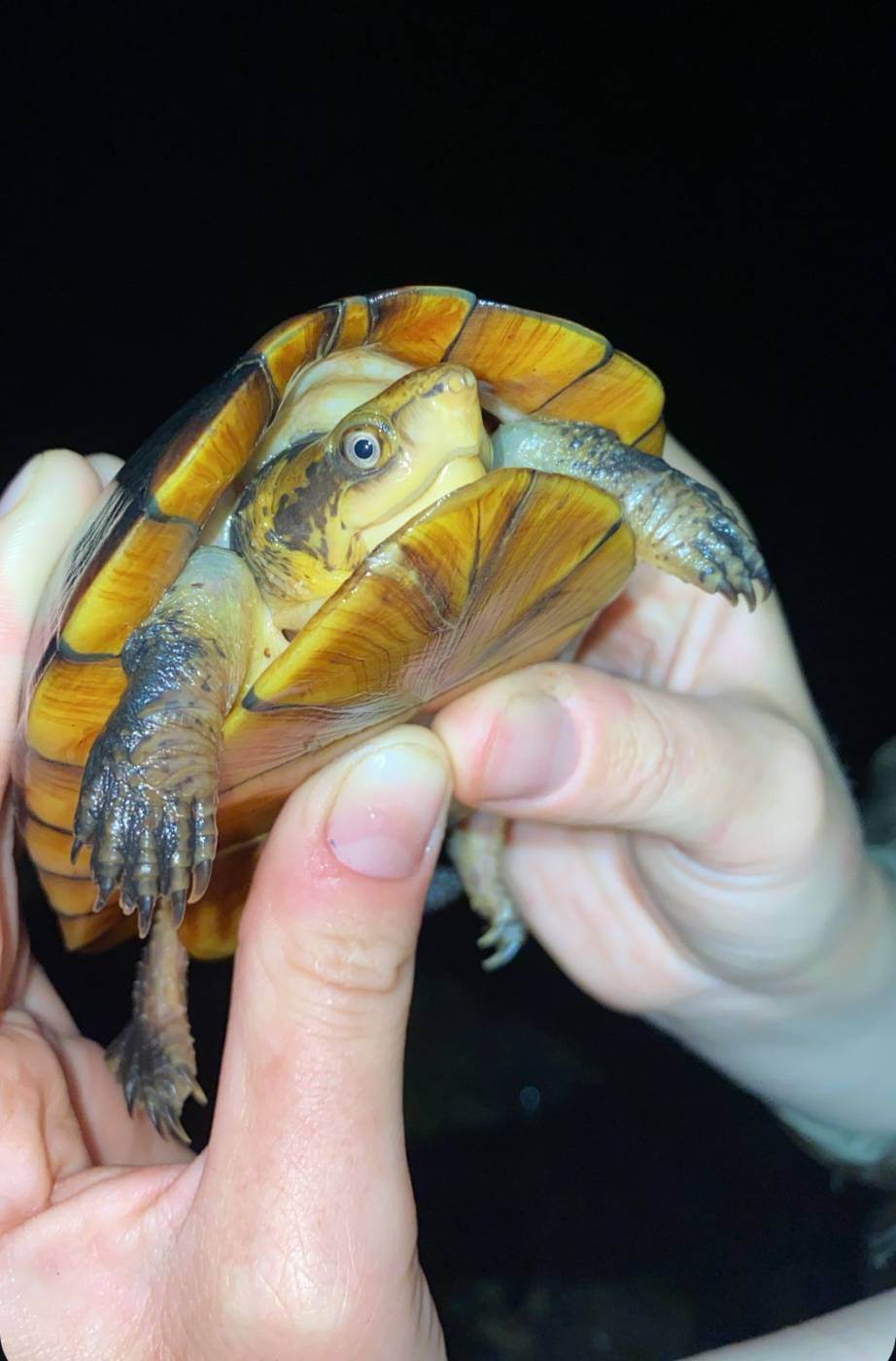 Radio-telemetry turtle tracking at T.R.E.E.S.