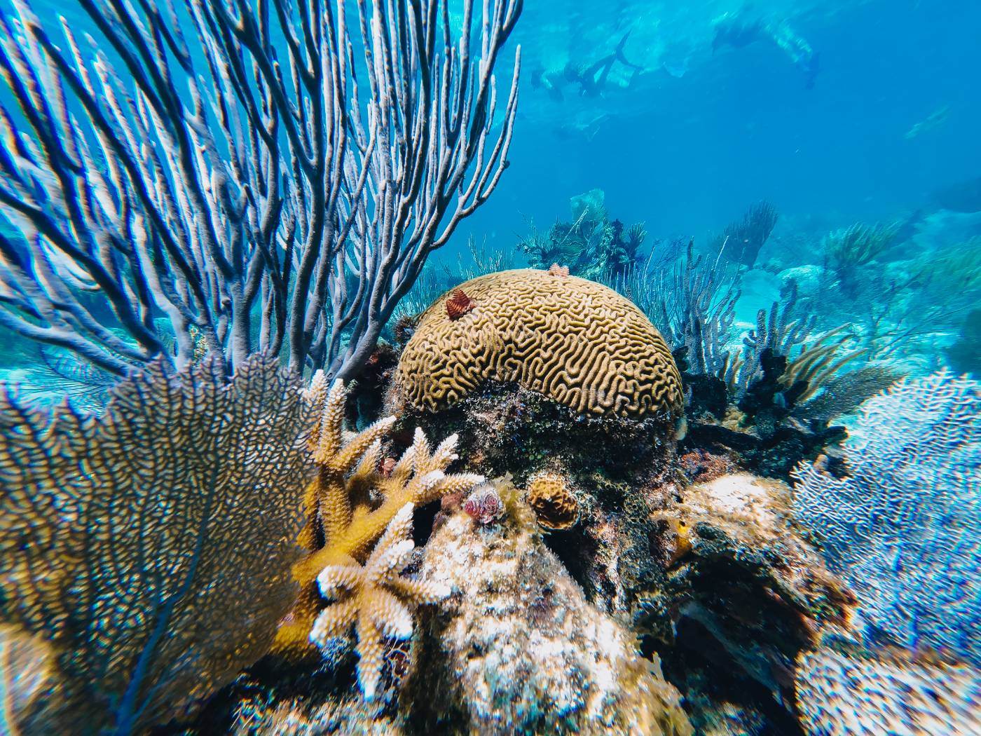 Reef survey at South Water Caye Marine Reserve