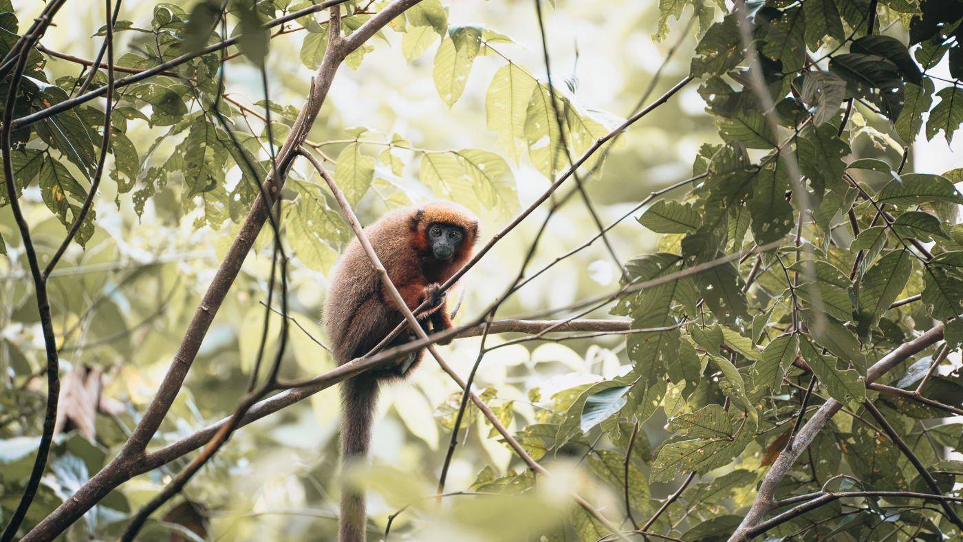 A red titi monkey watching from a branch in the rainforest midstory