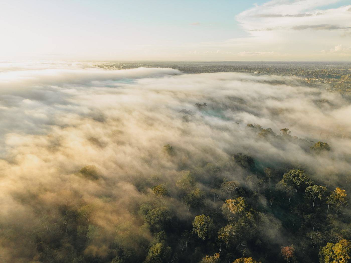 Morning fog rolling over the Amazon canopy