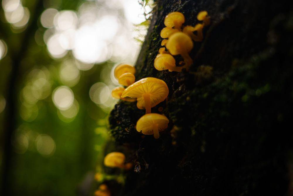 Small orange fungi growing on a mossy trunk