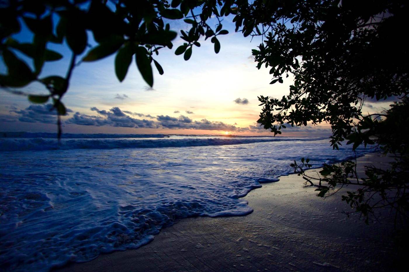 Mangrove branches framing a sunset over breaking surf