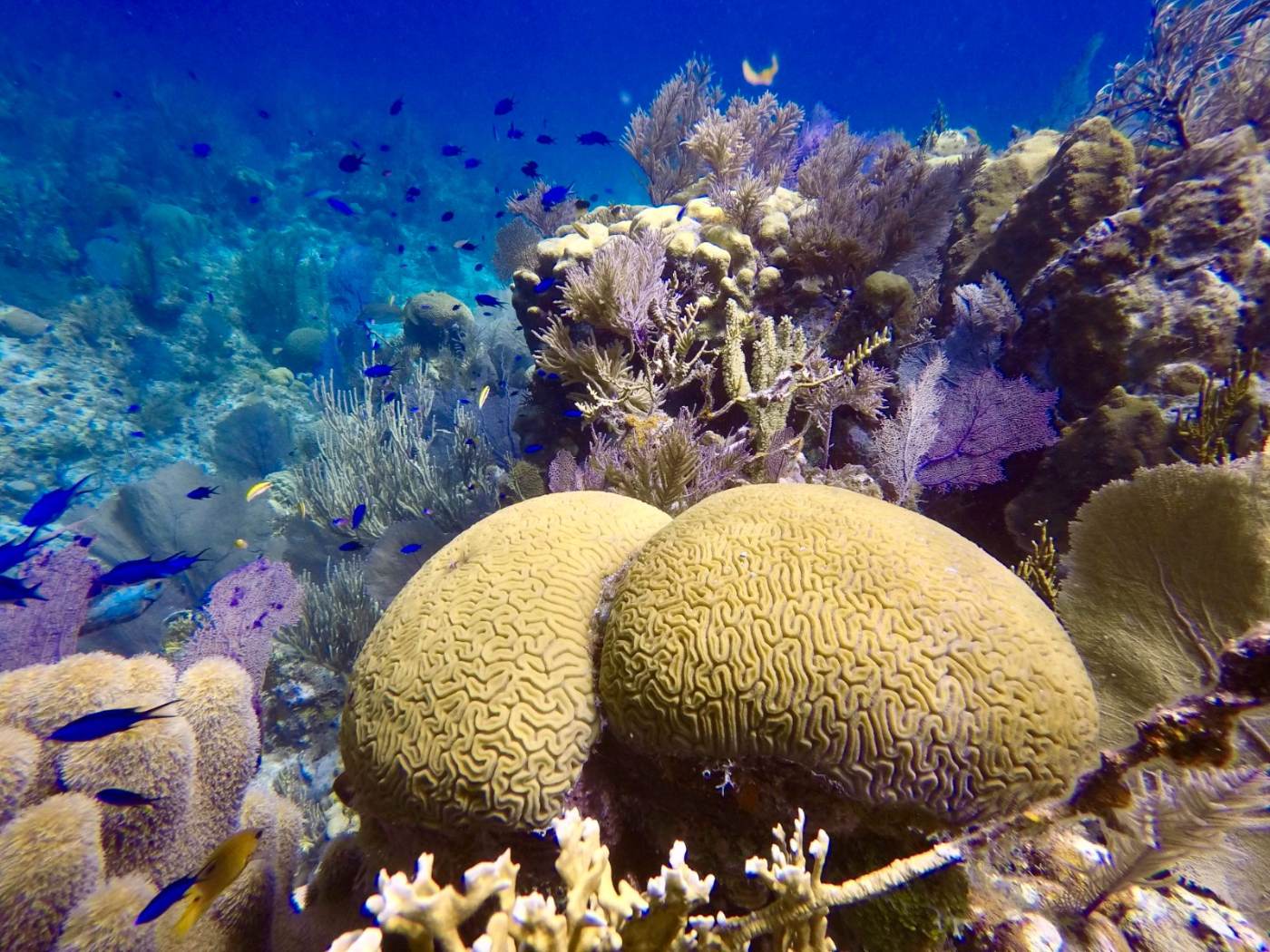 Brain coral and sea fans on a reef crowded with blue chromis