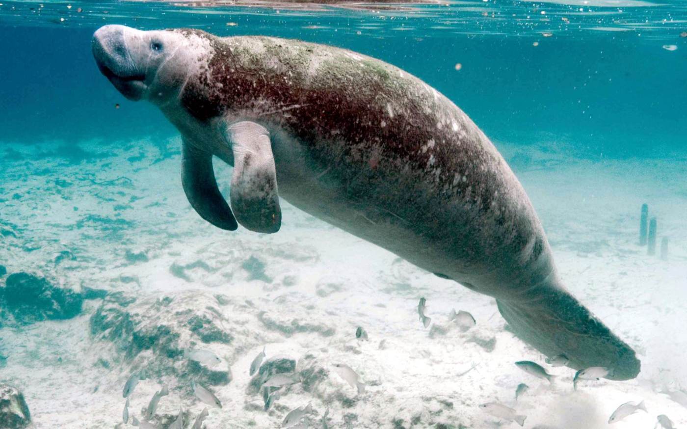 A West Indian manatee swimming over a sandy bottom