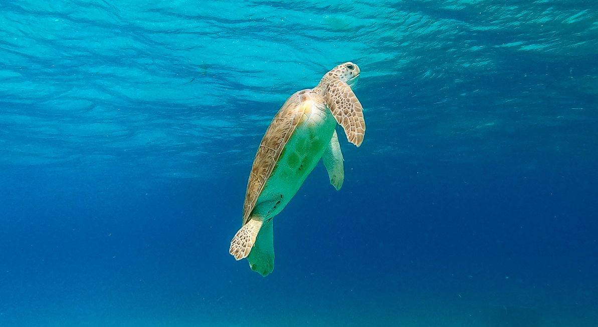 A green sea turtle rising toward the surface