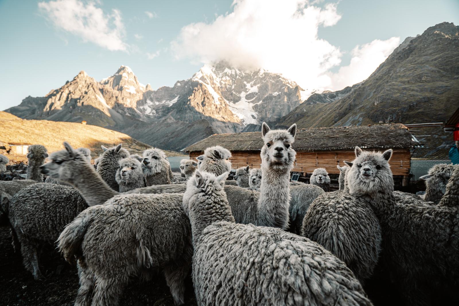 An alpaca herd in front of a thatched stone hut below snowy peaks