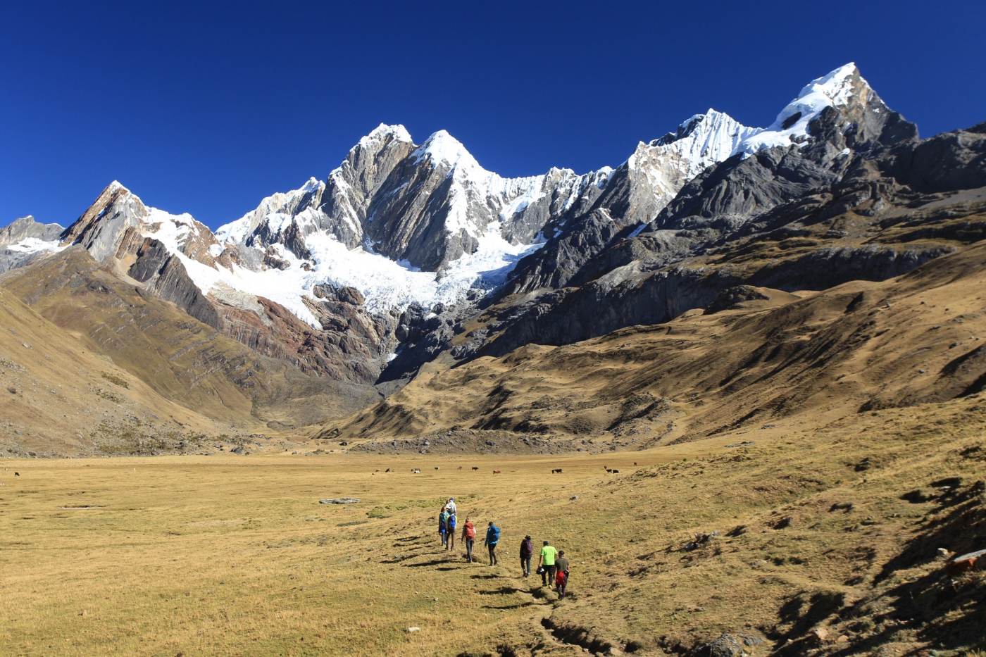 A line of hikers crossing a golden high Andean valley beneath glaciated peaks