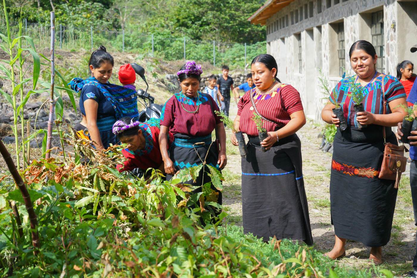 Women from Wellkind Guatemala's nursery team carrying native seedlings