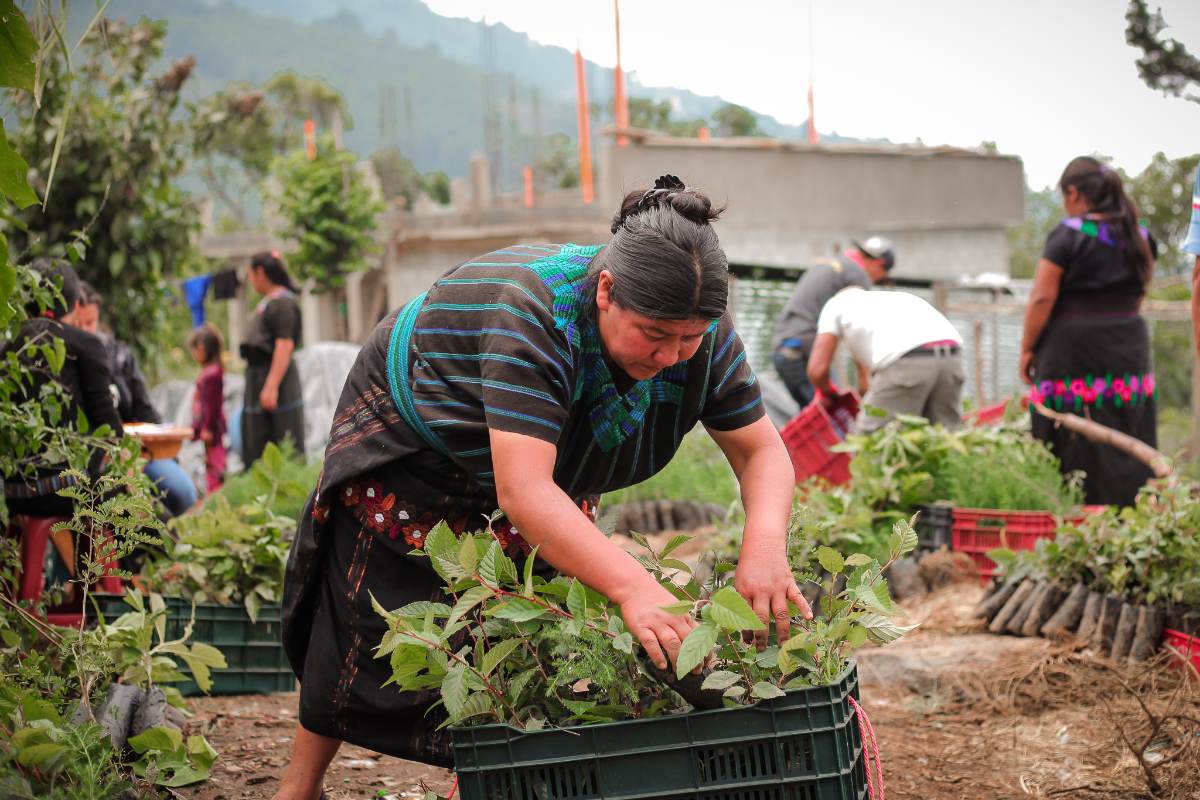 A nursery worker sorting seedlings in a crate